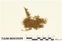 藏品(羽苔科 )的圖片